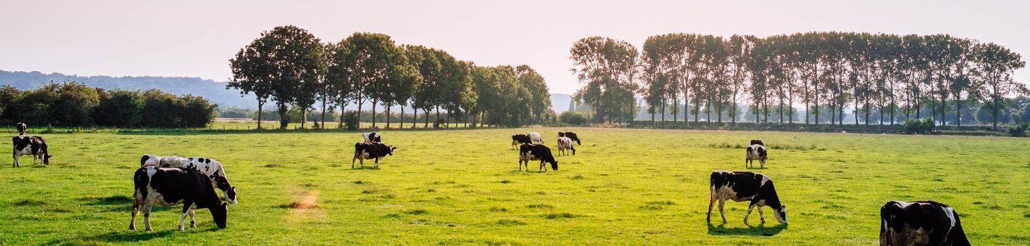 groenehartkloppendhart.nl